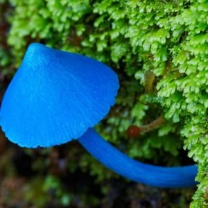 Meet your Posher, Eden